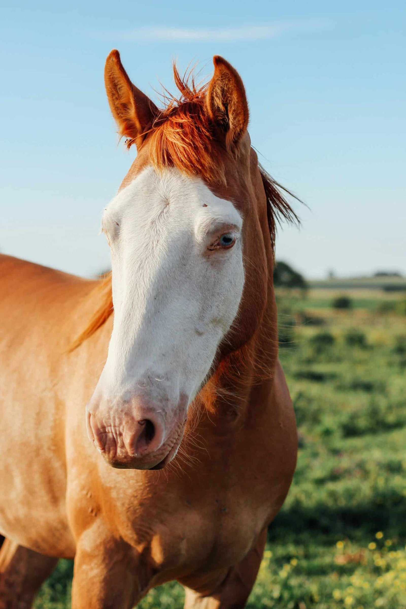 pexels-jodaarba-2123375
